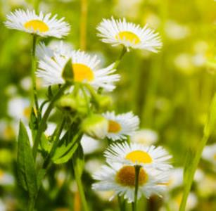 Chamomile German essential oil Buy Cheap Big Sale