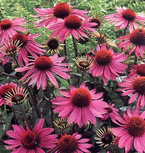 Echinacea Purpurea Outlet 2025