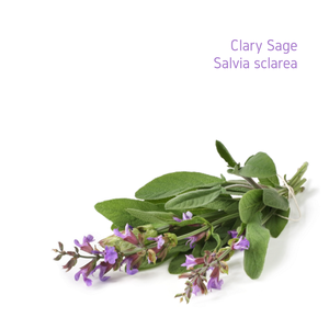 Clary Sage Essential Oil - 10ml Great Deals Sale Online