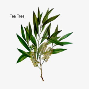 Tea Tree Essential Oils - 10ml High Quality For Sale
