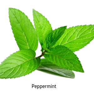 Peppermint Essential Oil - 10ml Free Shipping With Mastercard