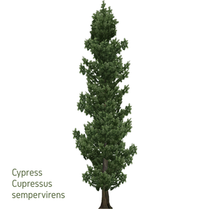 Cypress Essential Oil - 10ml Clearance Deals