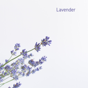 Lavender Essential Oil - 10ml Buy Online