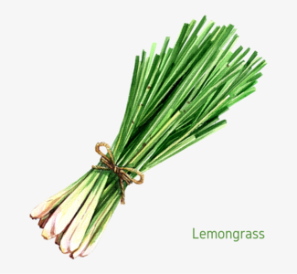 Lemongrass Essential Oil - 10ml Cheap Discounts