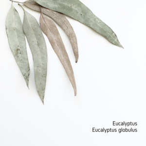 Eucalyptus Essential Oil - 10ml Cheap Best