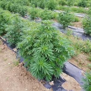 Pre-order Bulk Hemp CBD Flower Clearance Limited Edition