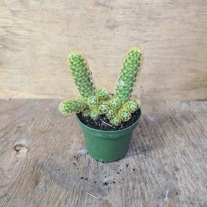Mammillaria elongata Lemon How Much For Sale