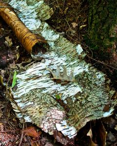 Birch Bark Deals Online