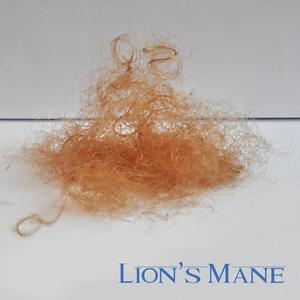 Lion's Mane 2025 Unisex For Sale
