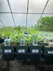 Basil, Holy Clearance From China