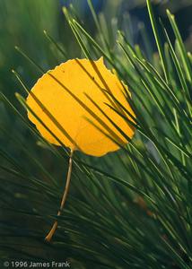 Greeting Card Aspen Leaf Supply Online