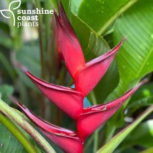 Heliconia Black Cherry Cheap Sale Discounts