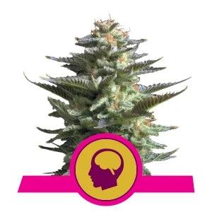 Amnesia Haze - RQS Feminized 100% Authentic