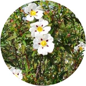 Cistus (Cistus Ladaniferus) Essential Oil In China Cheap Online