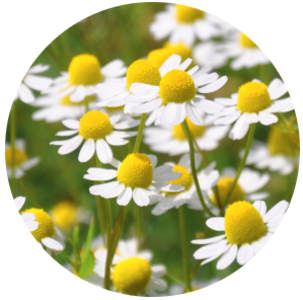 Chamomile German (Matricaria recutita) Essential Oil Buy Cheap Deals