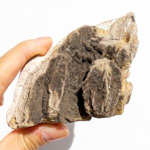 Druzy Alabama Petrified Wood Sale Wholesale Pice
