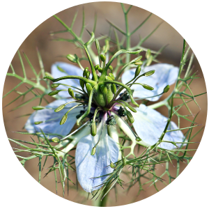Black Cumin Seed (Nigella sativa) Carrier Oil - Virgin Genuine Online