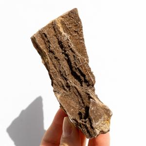 Druzy Alabama Petrified Wood Online Online Outlet Sale