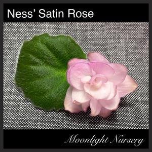Ness' Satin Rose Clearance Buy