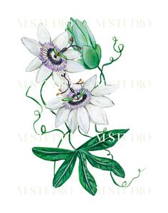 Passion Flower Inexpensive Cheap Online