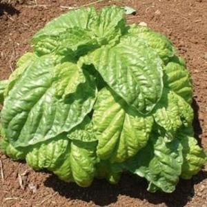 Basil - Mammoth Largest Supplier Cheap Pice