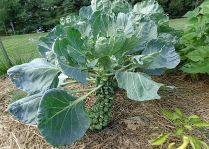 Brussel Sprouts - Long Island New Arrival For Sale