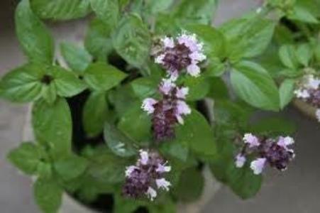 Basil - Sweet Cheap With Paypal