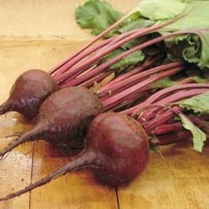 Beet - Lutz Green Leaf Free Shipping Pick A Best