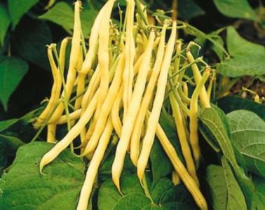 Bean - Golden Wax Authentic For Sale
