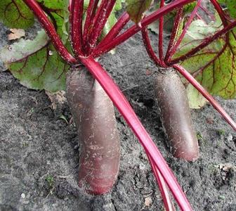 Beet - Cylindra Sale Discount