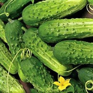 Cucumber - Boston Pickling Cucumber Cheap Pice Store
