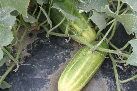 Cucumber - National Pickling Top Quality For Sale