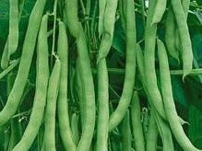 Bean - Kentucky Wonder Pole Clearance New Arrival