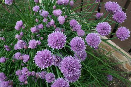 Chives - Common For Nice