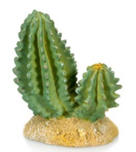 Cactus 2 Recommend Cheap Online