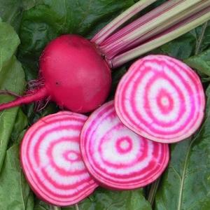 Beet - Chioggia Cheap Sale View