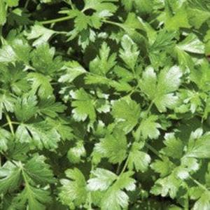 Cilantro - Santo Clearance Cheap Online