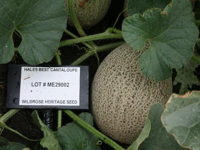 Cantaloupe - Hales Best Footlocker For Sale