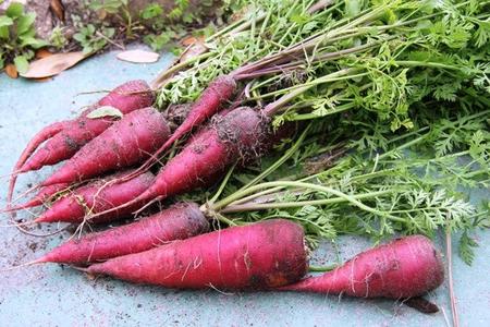Carrot - Atomic Red Cost For Sale