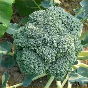 Broccoli - Waltham 29 Buy Cheap For Cheap