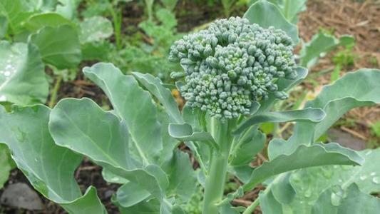 Broccoli - Di Cicco View For Sale