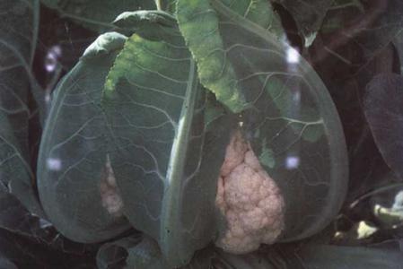 Cauliflower - Self Blanching Cheap Amazon