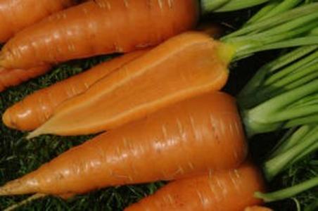 Carrot - Danvers 126 Outlet Store Cheap Online