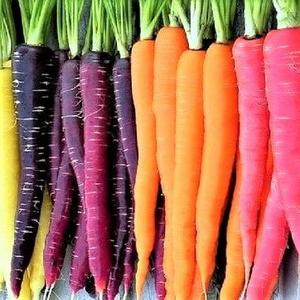 Carrot - Rainbow Blend Buy Cheap Classic