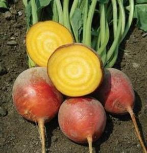 Beet - Golden Grex Free Shipping Tumblr
