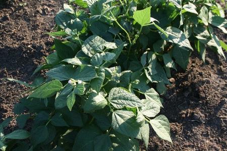 Bean - Contender Bush For Nice Cheap Price
