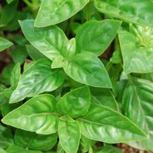 Basil - Genovese Store Cheap Online