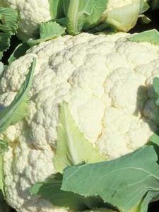Cauliflower - Snowball Improved Pick A Best Sale Online