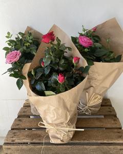 Pot Rose With Credit Card Online