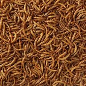Dried Mealworms Wide Range Of Online